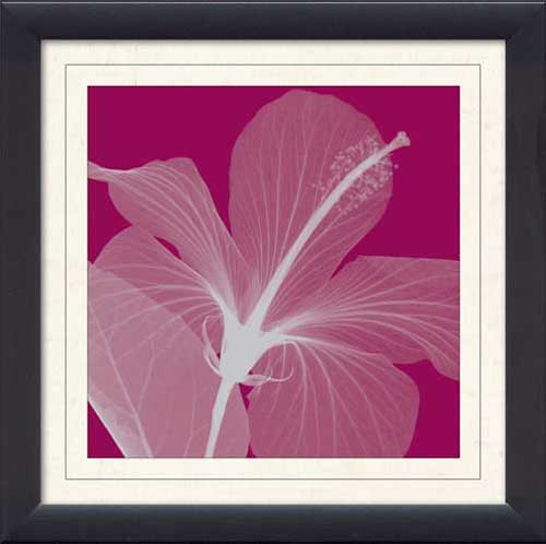 Hibiscus-Silver